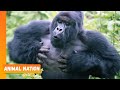 Gorillas Chest Beating Animal Nation