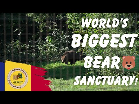 The WORLD's BIGGEST BEAR Sanctuary is in Zărnești Romania! 🐻🐻🐻 - Romania travel vlogs