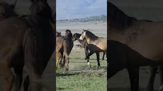 Download lagu horse mating | animal #animals #animalcrossing #animalshorts #shorts #viral #viralvideo #mating mp3