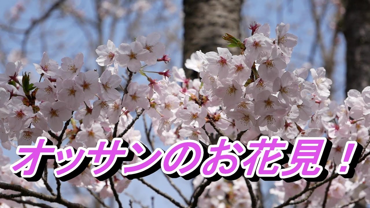 オッサンのお花見！