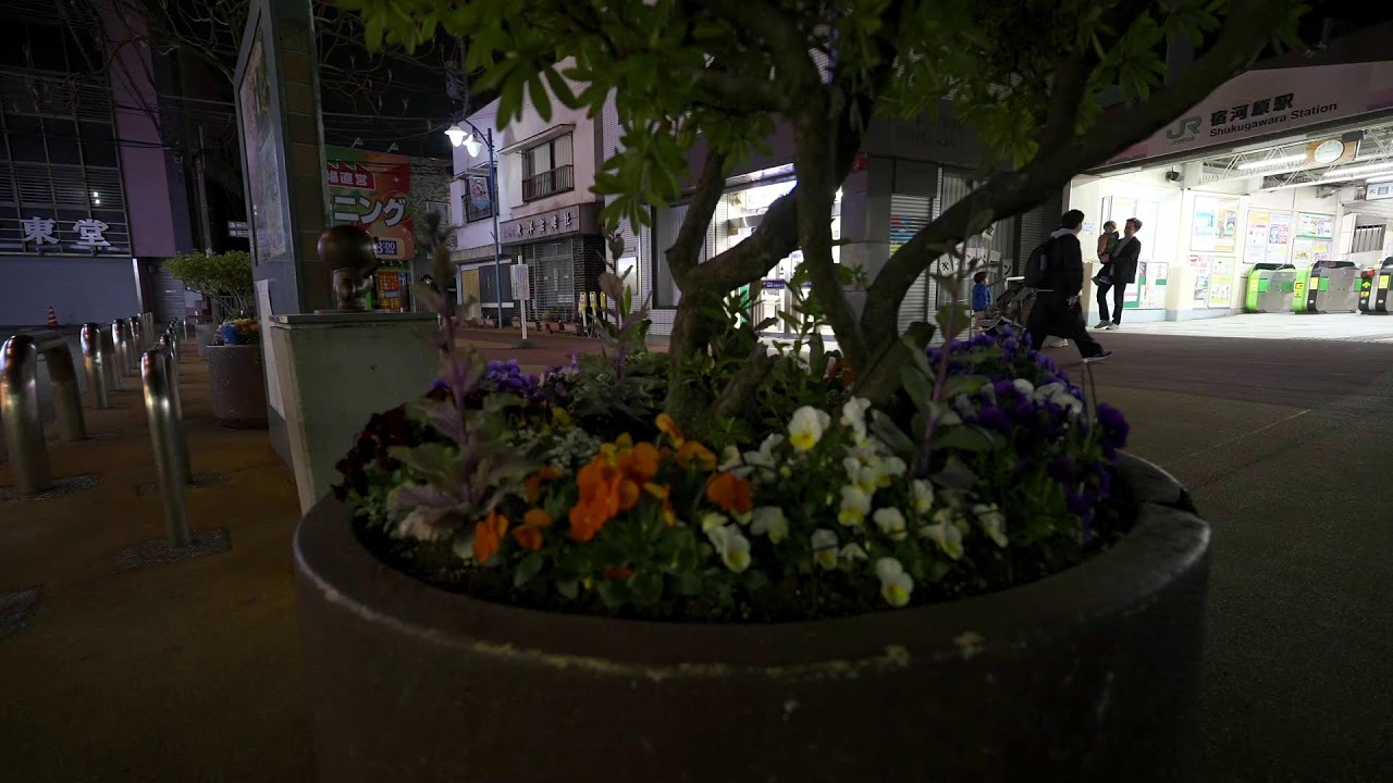 Another Kawasaki Sakura walk - Live