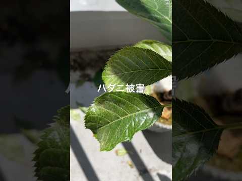 園芸 桜に関するよくある質問