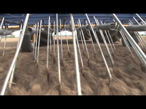 Striegeln gegen Unkraut - Erbsen