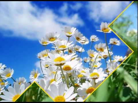 Fátima Guedes - Cheiro de Mato