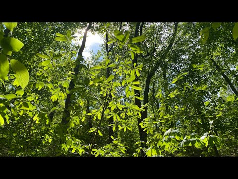 The Pawpaw Shade Myth