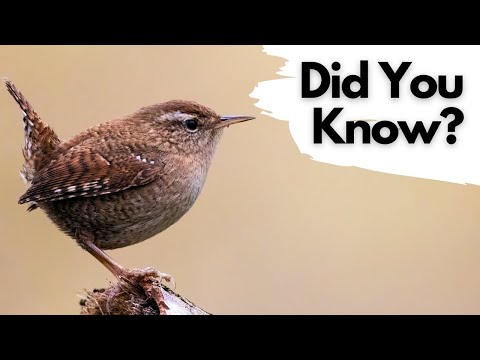 Things you need to know about WRENS!