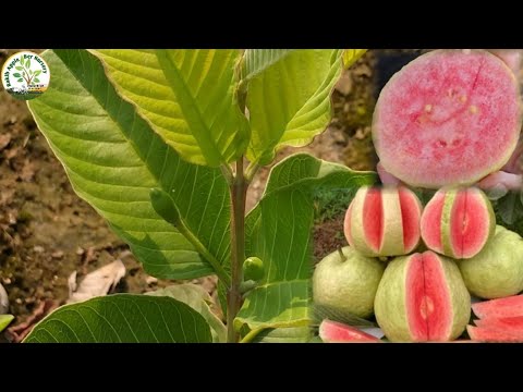 Very nice plant green red diamond guava