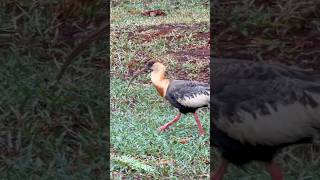 Flagra Incrível: Curicaca Procurando Comida na Natureza! #aves