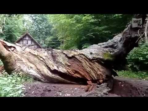 Dreheiche in Neuenburg umgestürzt