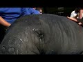 Manatees in Florida need federal protection, lawsuit says