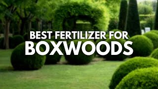 Best Fertilizer For Boxwoods - More Lush and Shine
