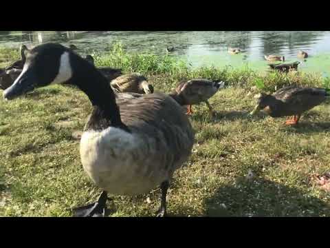 Canada geese and mallard ducks feeding on oats. Argument broke out and sirens went off 😑😑
