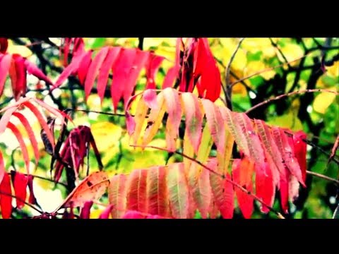 Robby Fame - My Quiet Place (Prod. DA) (Official Video)