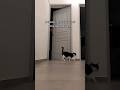 Cat Vs Human