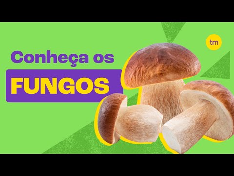 Conheça o REINO FUNGI | Resumo