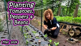 How we Transplant Tomatoes, Peppers and Bush Beans into our Vegetable Garden - Mid May 2024 - Zone 6