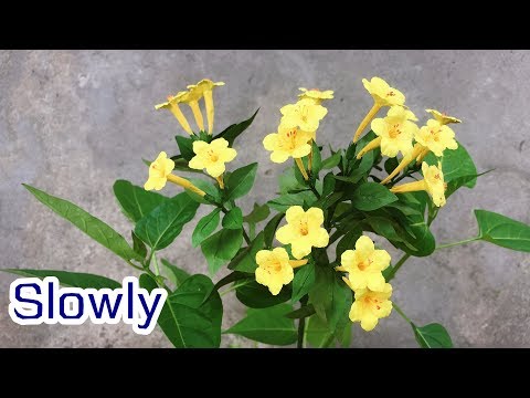 ABC TV | How To Make Mirabilis Jalapa Paper Flower (Slowly) - Craft Tutorial