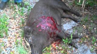 preview picture of video 'Chappy's Outfitters Okeechobee, Florida 9 year old shoots 320 LB HOG PIG'