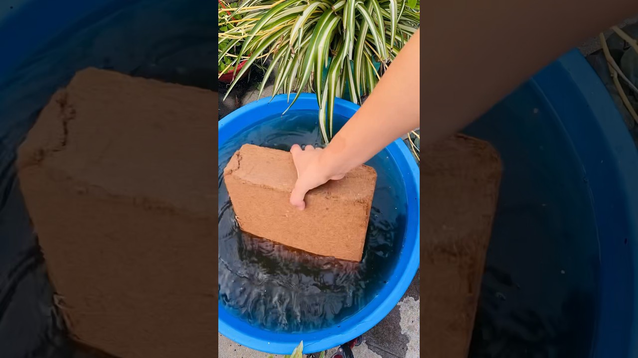 5kg cocopete block 27liters of water #cocopeat #timelapse #soilmix #gardeningtips #gardeningnepal