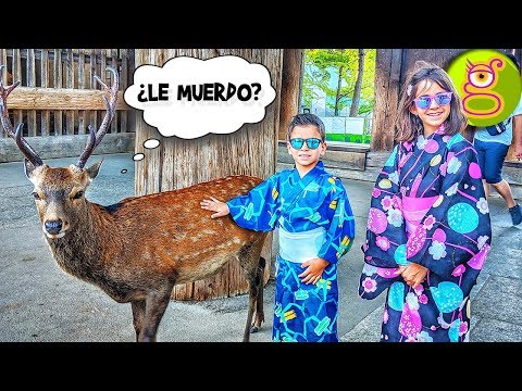 ¡TOCAMOS CIERVOS y visitamos el TEMPLO MÁS GRANDE DEL MUNDO! Viaje Tremending