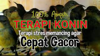 Download lagu terapi konin gacor mp3