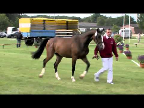 Darleen Holsteiner Stute von Caretino\Chello