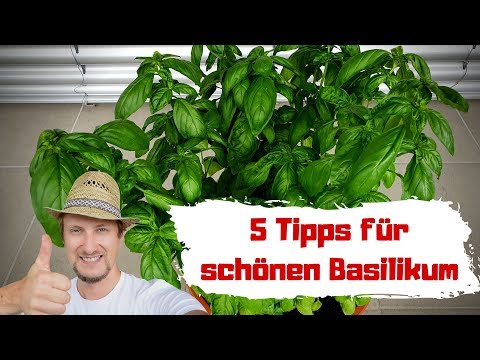 Basilikum pflanzen 😍 5 Tipps, so wird er groß & gesund