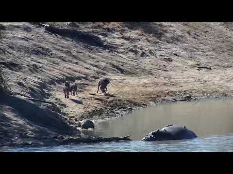 Djuma: Warthogs and Hippo - 10:52 - 07/18/20