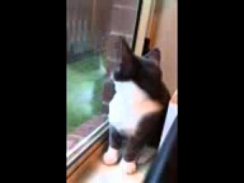 neville the cat barks like a dog