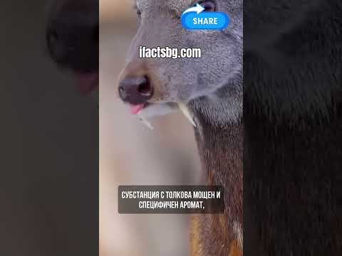 Защо това животно струва повече от ЗЛАТО? 💰 - Сибирска кабарга