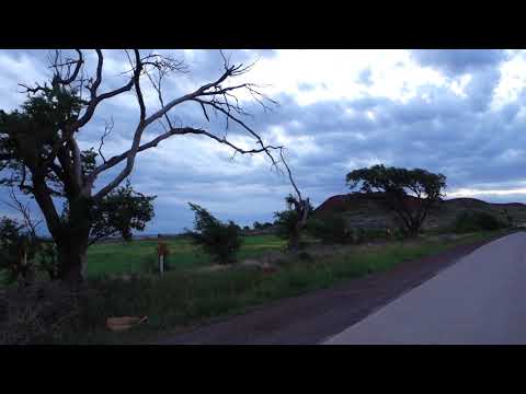 "Windswept Elms West of Clinton, OK"