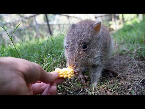 Potoroo Palace - Native Wildlife Park