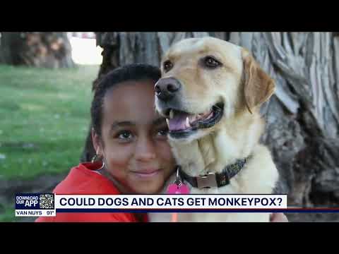 Can Your Dogs/Cats Give You Monkeypox?