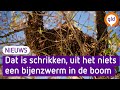 Wat een lawaai... Ineens een zwem bijen voor je deur!