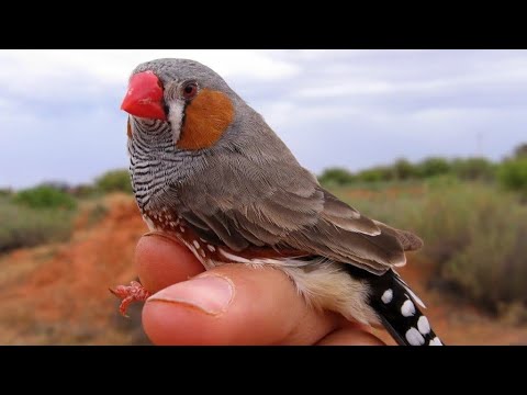 Zebra finch bird 🐦‍⬛🐦 Zebra finch sounds  Budgies parrot 🦜