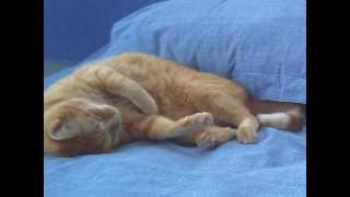 Adiós México en español