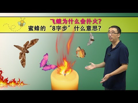 飞蛾代表什么