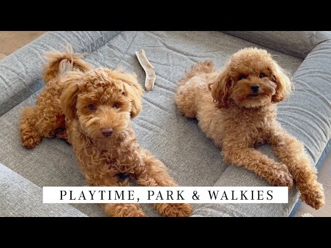 gorilla dog beds coupon code