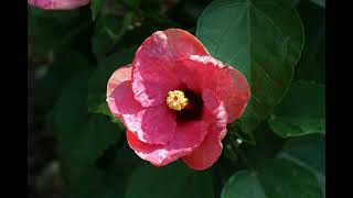 Sinead O&#39;connor  - Gloomy Sunday