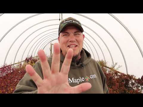 5 Tips For The Japanese Maple Spring Garden - JAPANESE MAPLES