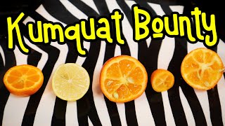 KUMQUATS - Comparing Limequats! Mandarinquats! Orangequats! And More!- Weird Fruit Explorer