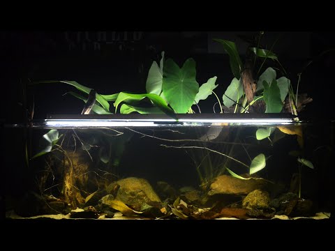#BADC2019 / Congo River Basin Biotope Aquarium, 187 L