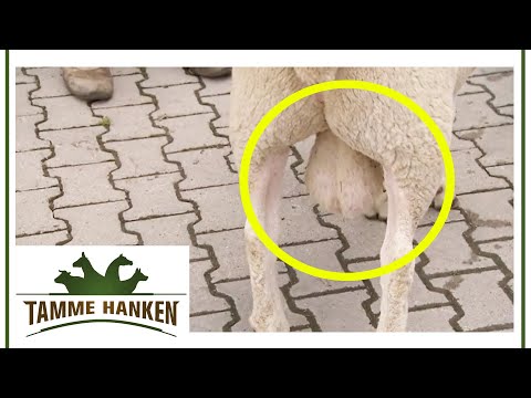 Stud buck with XXL testicles: "He has to mate" | Tamme Hanken | Kabel Eins