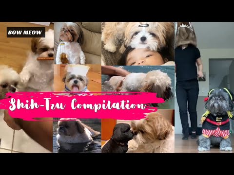 Cute funniest Shih-Tzu compilation - Try not to laugh😂Funny animal compilation | Awww animals