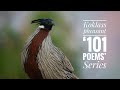 Ode to Koklass Pheasant | ‘101 Poems’ Series on Himalayan Birds | Wildlife | Wildlife Poetry