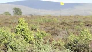 Culloden (Steve McDonald)