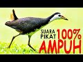 1 JAM Durasi Suara Burung Wak Wak Pikat Terbaik 2021 Suara Burung Ruak Ruak