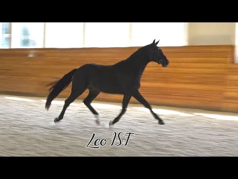 Leo ISF in Free Movement at Iron Spring Farm, 2018