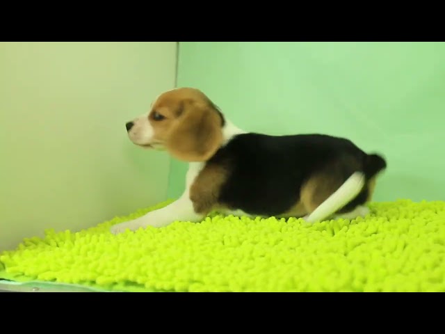 ブリーダー/ショップマロニエケンネル MARRONNIER KENNELのビーグルで番号が3050です