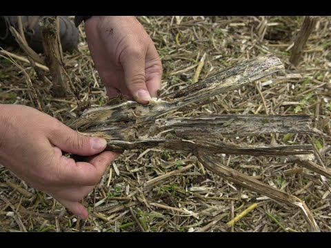 126. Feldexkursion: Rapsernte beginnt - NU Agrar, 10.07.2019